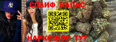 дмт Гай